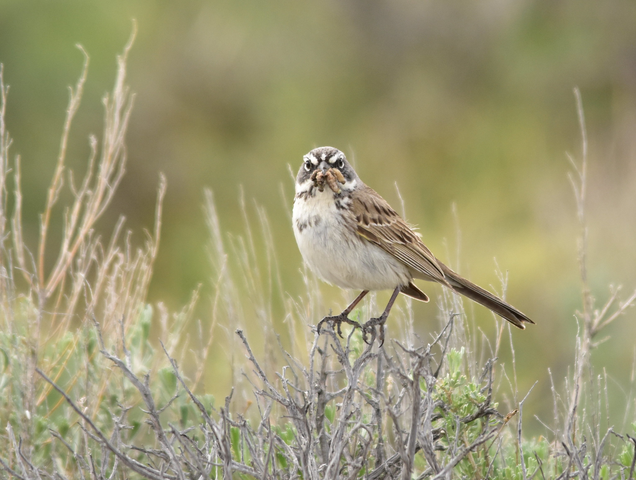 Sagebrush Resources